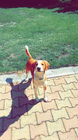 Magnifique chien de 9mois cherche une famille d'accueil