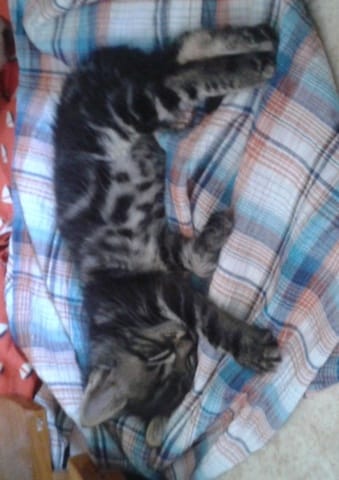 Race de mon chaton ?
