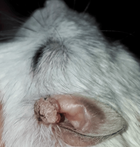 Mon hamster a une sorte de boule dans son oreille