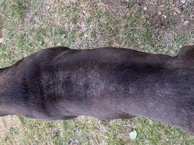 problème de peau sur mon chien
