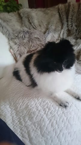 Petit Spitz cherche copine !