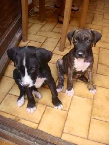 Quelle et la race de mes chouchou