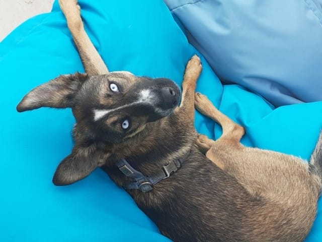 les chiens de l'île de la réunion, royal bourbon, berger créole