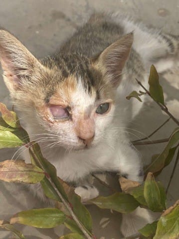 chat qui a perdu son œil