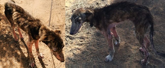 URGENT ! Mon chien s'approche-t-il de la mort ?
