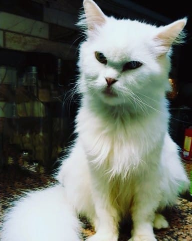 Savoir la race de mon chat