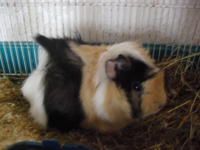 un prenom pour mon cochon d'inde