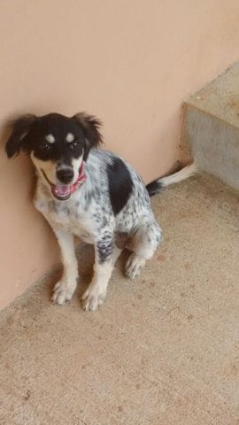 Ma chienne de trois mois axy