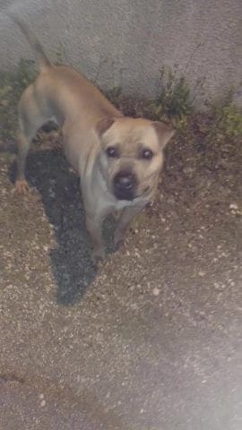 Quelle race pour ce chien ?
