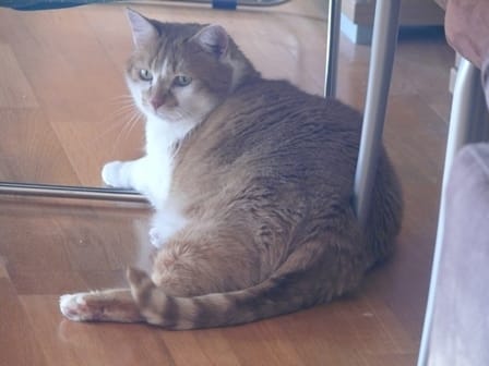 Winny à l'essai pour 15 jours.....pourvu que Tigrette l'accepte !