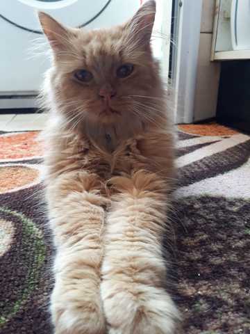 De quelle race est mon chat