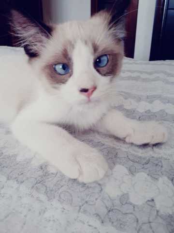 De quelle race est mon chat
