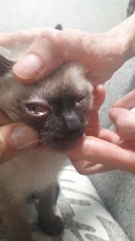 Problème oeil chaton