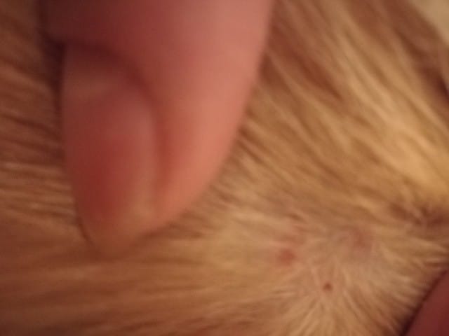 Chat qui se lèche jusqu'au sang