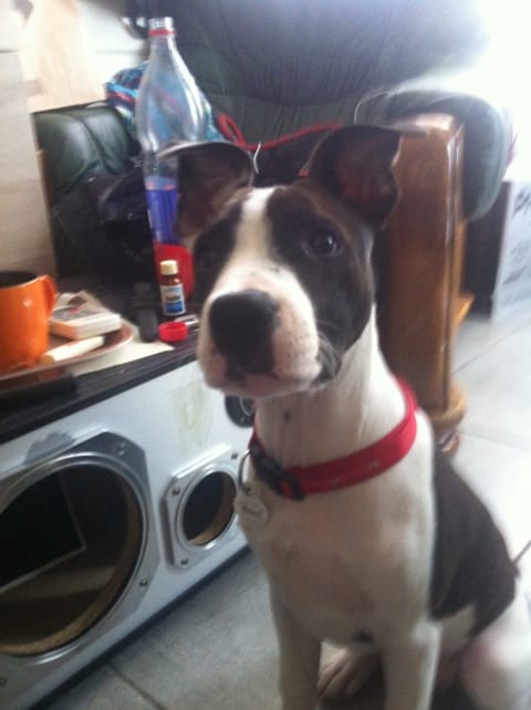 Aide Staffy croise avec quoi ??