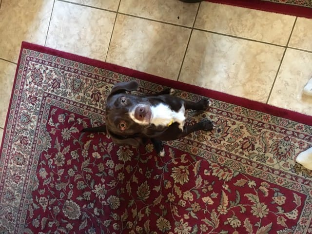 Mon chiot est-il un staffie ?
