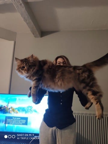 Faire maigrir son chat