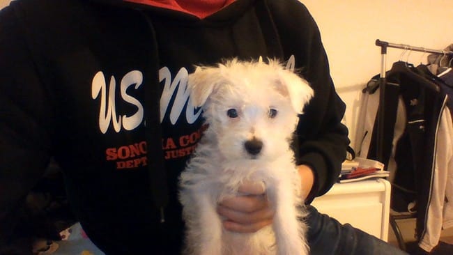 Chiots Jack russel * york