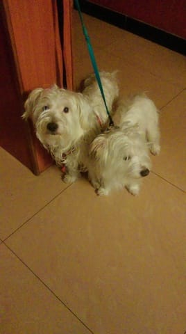 Don de chien de petite taille, 20mois