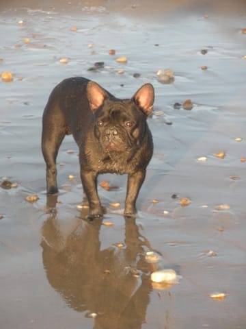 Tyson, bouledogue francais 33, cherche fiancée !