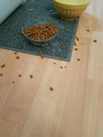 Mon chat boude ses croquettes