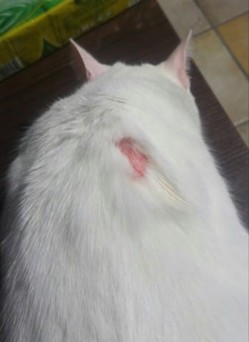 allergie pour mon petit chat. aide svp