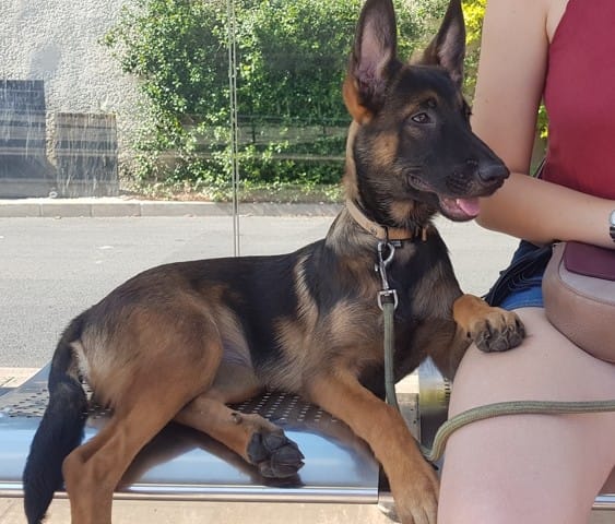Ma chienne pleure après avoir mangé