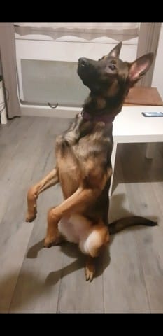 Mon Malinois tire de toutes ses forces en laisse