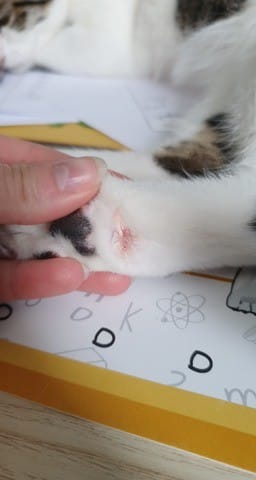 Saignement de la patte