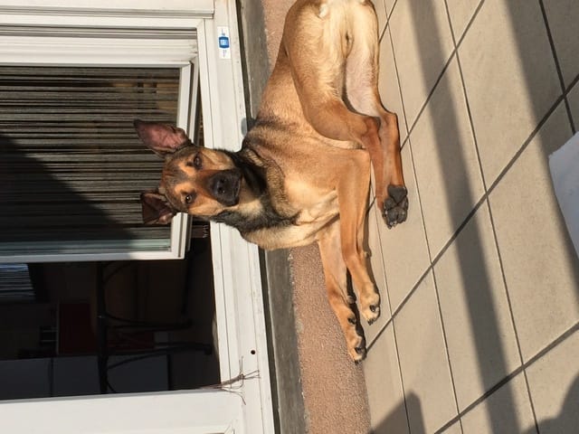 Quel race de chien est ce ? 