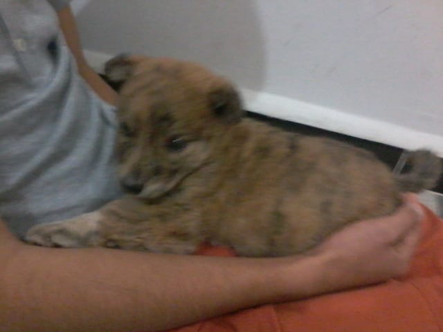 Nouveau et premier chiot chez moi