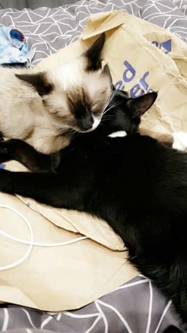 Une de mes chattes à peur de l'autre après la stérilisation....
