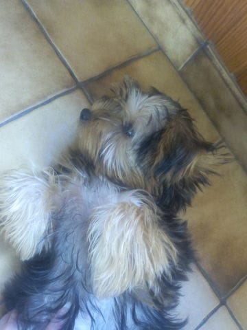 Avis sur mon chiot s'il vous plaît