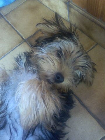 Que pensez-vous de mon chiot York S'il vous plaît ??