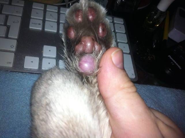 Coussinet enflé ( gonflé )