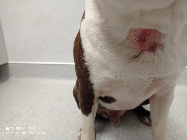 Attaque de pitbull sur mon boston terrier, quel moyen de protection?