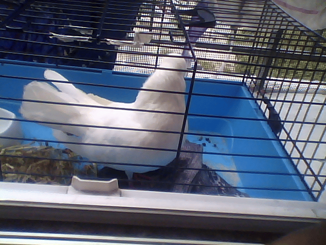 Colombe/Pigeon blanc