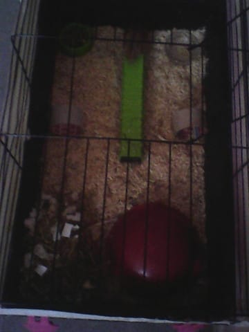 Nouvelle cage de noisette