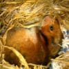 Hommage a Noisette
