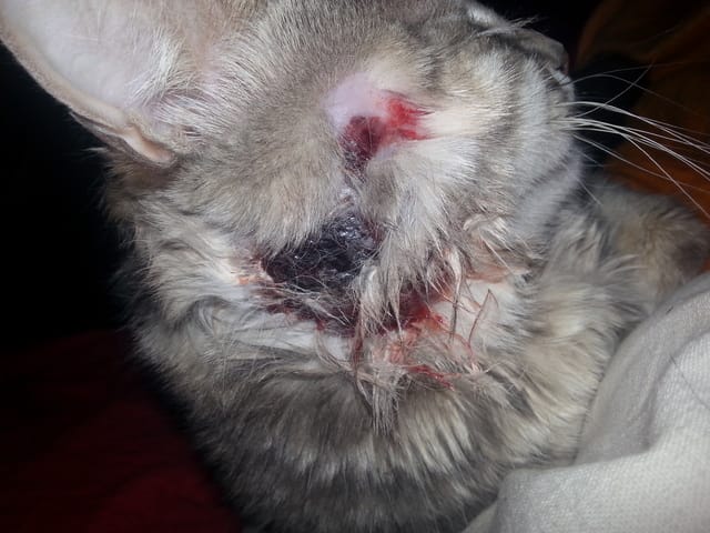 Besoin d'aide urgent !