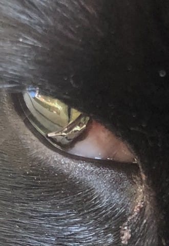Œil de mon chat