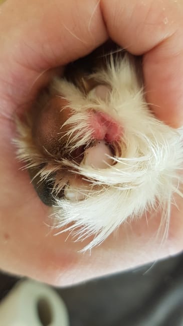 Blessure au coussinet