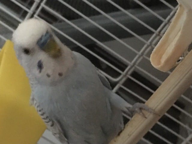 Perruches mâles ou femelles ?