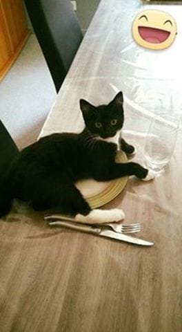 Help!!! Mon chat fais des griffes sur du cuir...