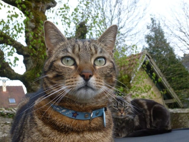 Présentation de mes deux boules de poils