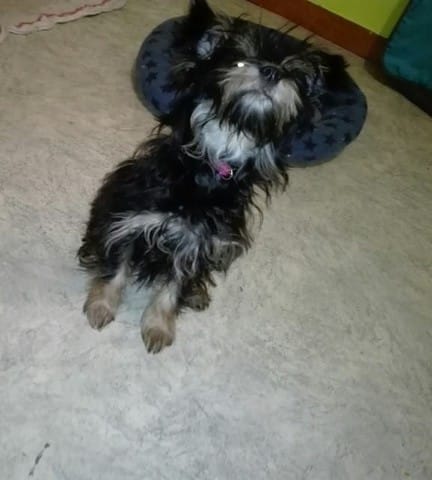 Avec quel race est t'elle croisée?