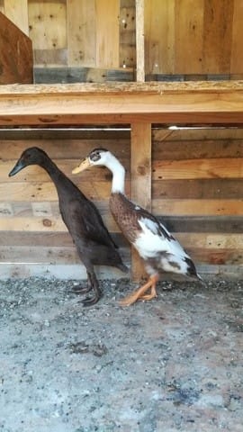 Canard coureur indien cou tordu?
