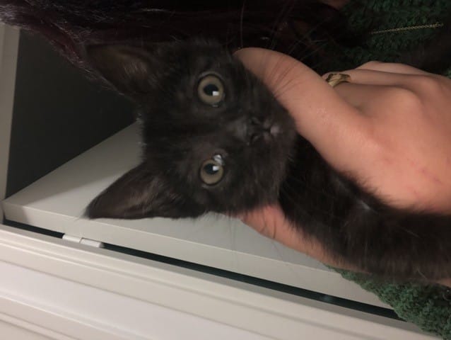 Œil gonflé chaton ? Coryza ?