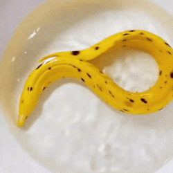 Qui veut une banane ?