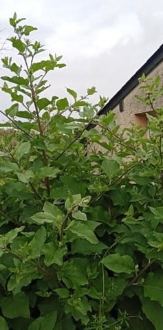 Mon plant de bardane!